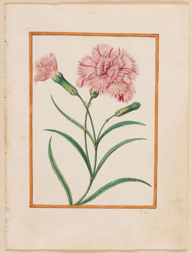 Jacques LE MOYNE DES MORGUES - Clove Pinks (Dianthus caryophyllus) | MasterArt